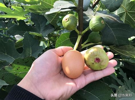 無花果樹種植|盆栽無花果的種植方法 